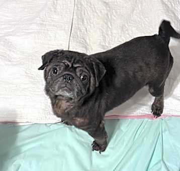 Photo of Roscoe