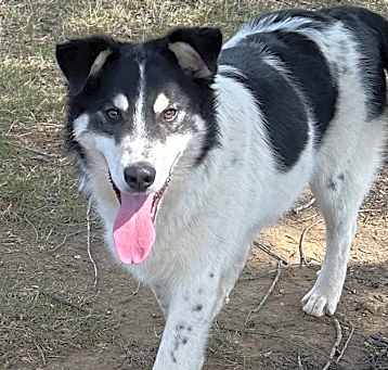 Photo of Buddy