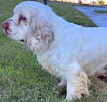 Photo of Unique Breed Clumber Spaniel Female
