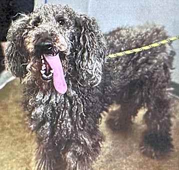 Photo of Odin