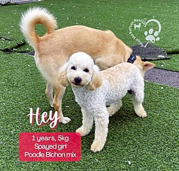 Photo of Hey