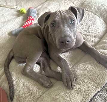 Photo of STORM - SUPERHERO litter