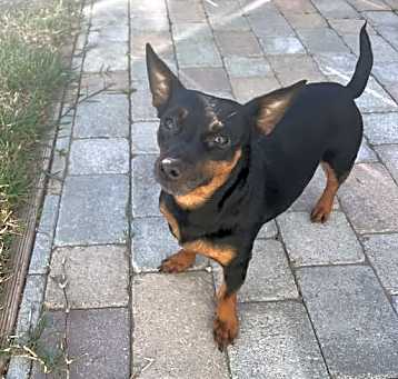 Photo of Peach