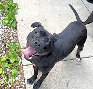 Photo of Lotus