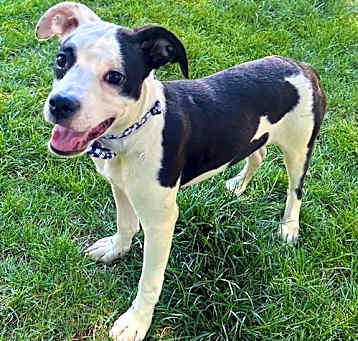Photo of Petey