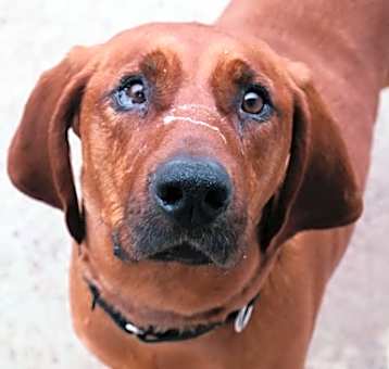 Photo of Butch