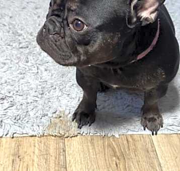 Photo of Trixie