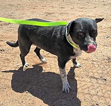 Photo of Buddy