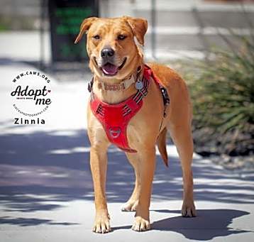 Photo of Zinnia