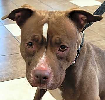 Photo of Syrah