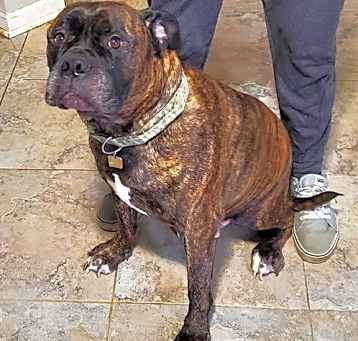 Photo of Dozer
