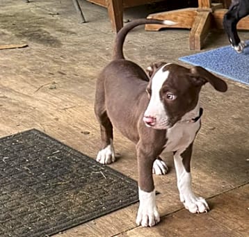 Photo of Rusty