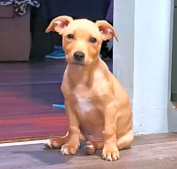 Photo of Cheddar