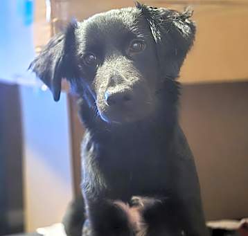 Photo of Coolio