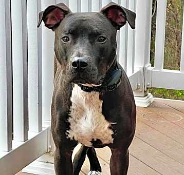 Photo of Dobby (Courtesy Listing)
