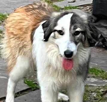 Photo of Jingle