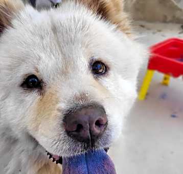 Photo of bella