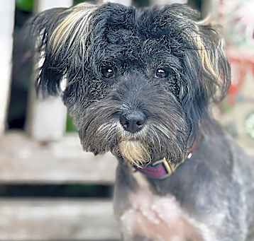 Photo of Willa