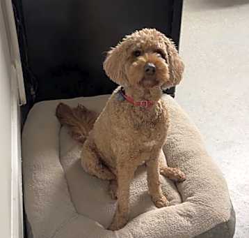 Photo of Sadie