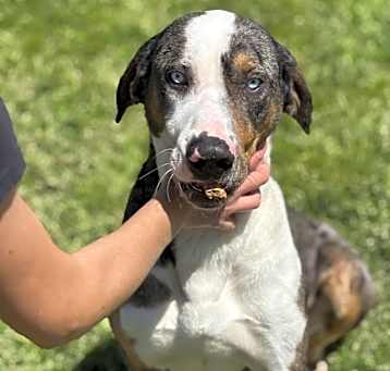 Photo of Blue