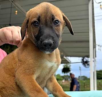 Photo of Whiskey