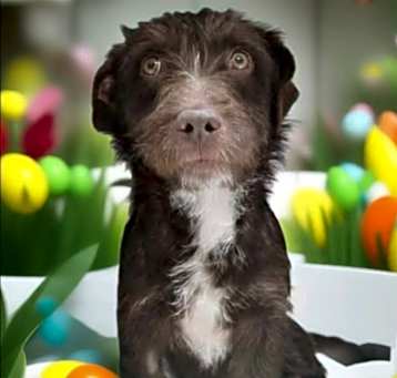 Photo of Dutch Brother