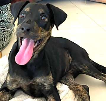 Photo of Remy