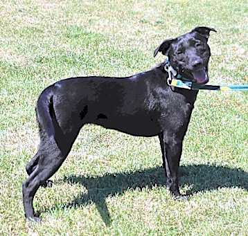 Photo of Shadow