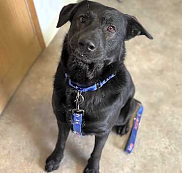 Photo of Buddy
