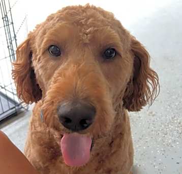 Photo of Finnley