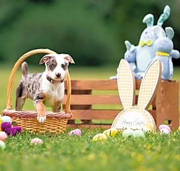 Photo of Bunny