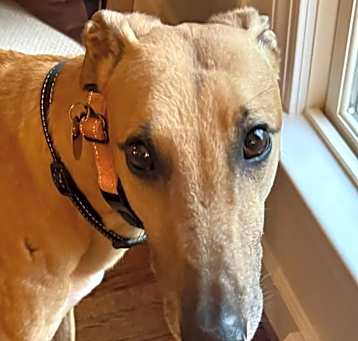 Photo of Rusty