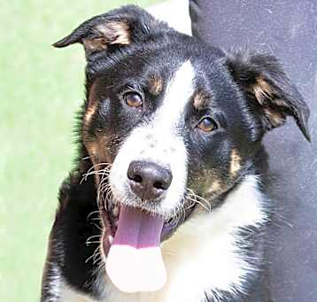 Photo of Koda