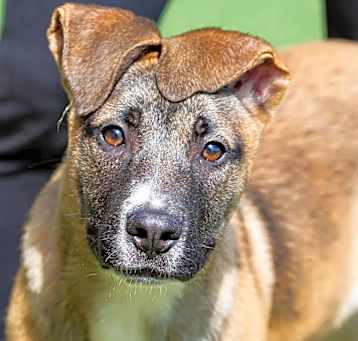 Photo of Buckley