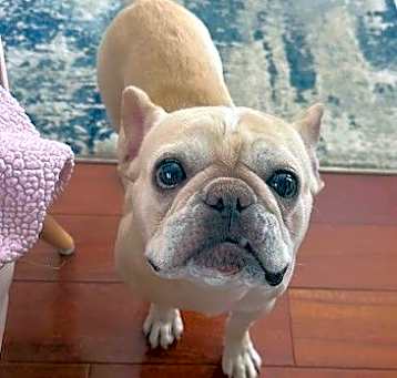 Photo of Hugo