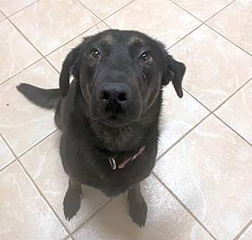 Photo of Lulu Girl