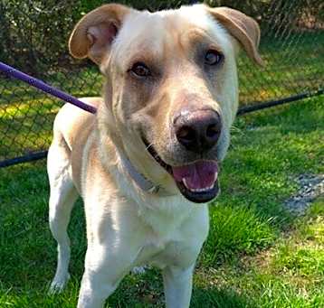 Photo of Buddy