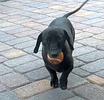 Photo of Hank