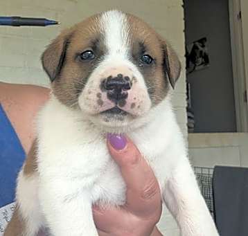Photo of Kahlua