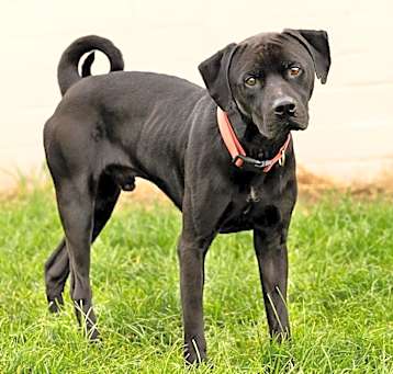 Photo of Shadow