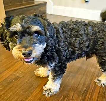 Photo of Lionel