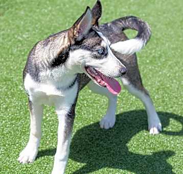 Photo of Willow