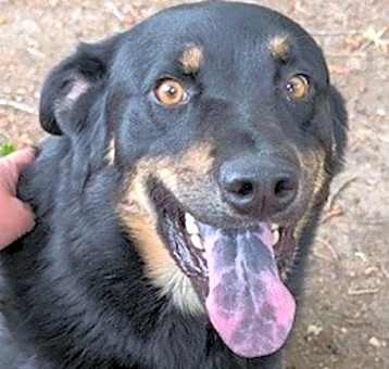 Photo of Archer