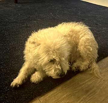 Photo of Chulo