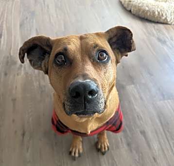 Photo of Nala
