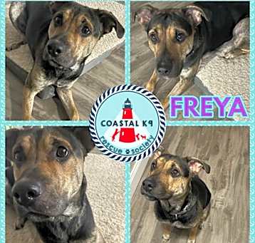 Photo of Freya