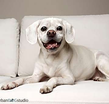 Photo of Lucky - M