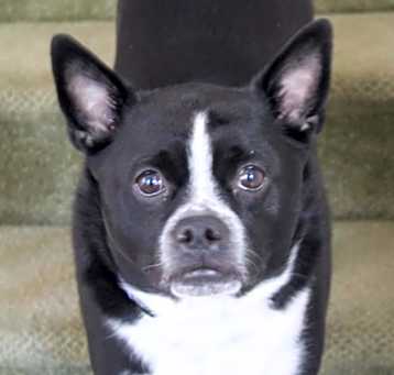 Photo of Roofus