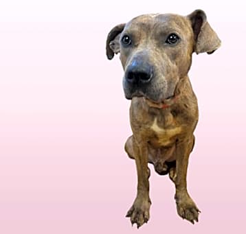 Photo of Bambino
