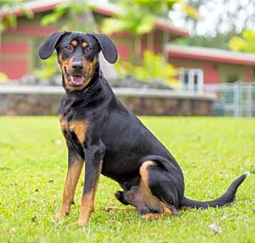 Photo of Copper